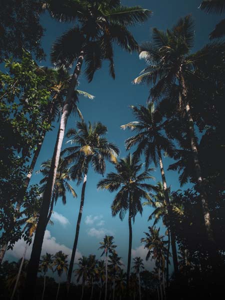 swaying  palm trees in the wind at the beaches of Kerala I Clear blue sky, backwaters & Palms I Travel Kerala