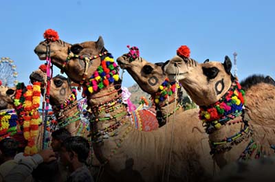 Colourfully decorated camels in the Pushkar Camel Fair, Rajasthan, India I  Largest Camel Festival in the world