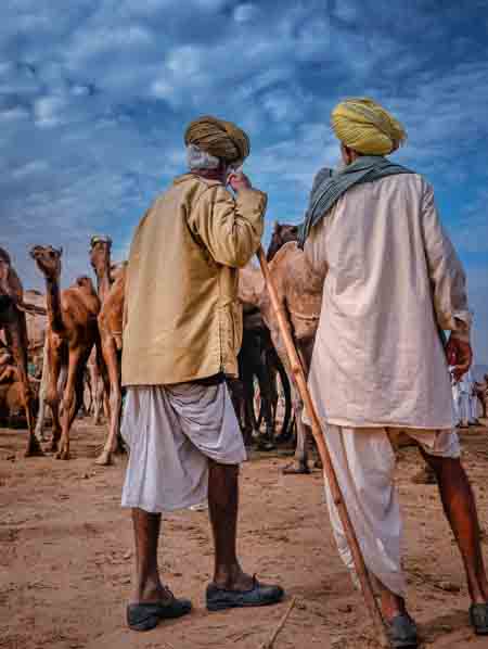 Two old men in Traditional Rajasthani Dhoti Kurta and Colorful turbans herding their camels in Pushkar Camel Fair