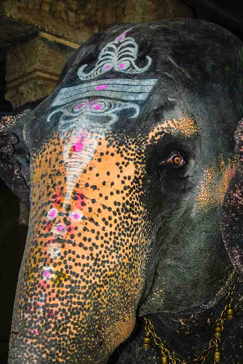 Extraordinary & coloufully painted Asiatic elephant in India I Elephant painting I Temple trails of TamilNadu