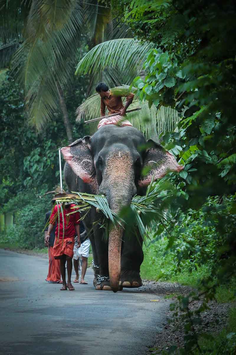An  Asiatic elephant with Mahavat in the lush green beauty of Kerala I Coconut palms I elephant safari in Kerala