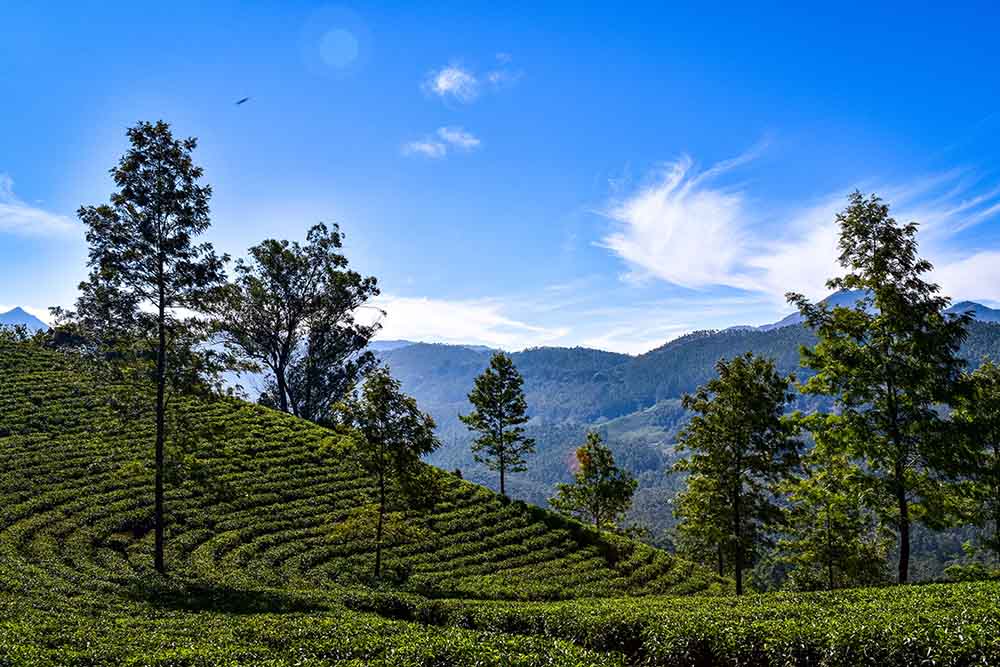 India's best Tea plantation Gardens with native trees in Munnar, Kerala I Tourist destinations in Kerala