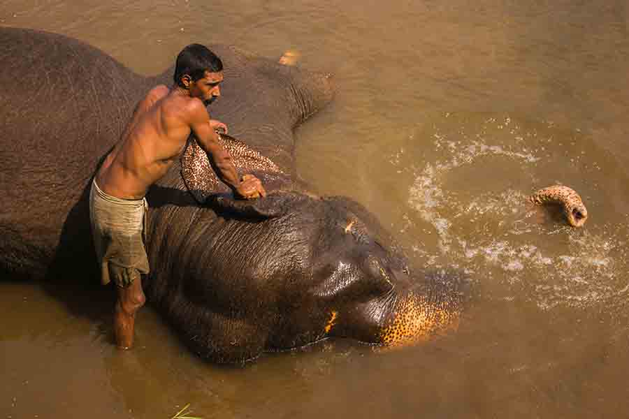 Asian Elephant with its Mahout enjoying a water bath in south India I Asiatic elephant in the river with Mahavat