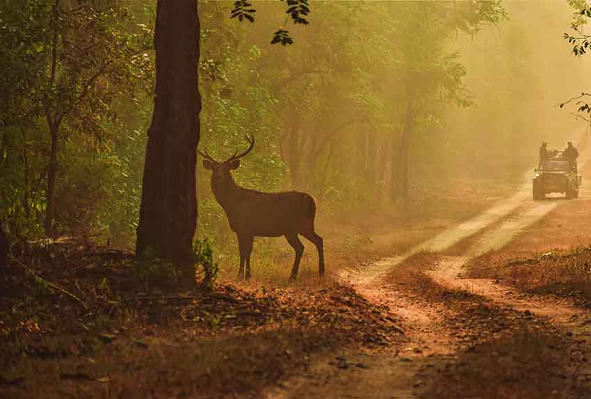 A Barasinghha, Swamp Deer in the National aprks of Madhya Pradesh, India I wild life Jeep Safari tour to India