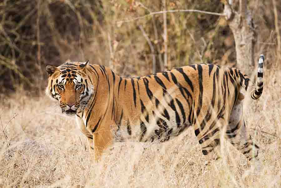 The Royal Bengal Tiger of India in natural Habitat, Tiger Reserves of Madhya Pradesh I wild life tour to India