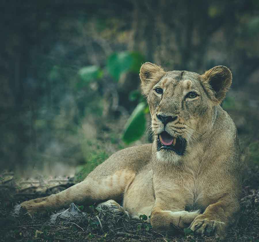 An Asiatic lion in Gir National Park I wild life tour to India I  Natural habitat of Asiatic lion in Gir Forest