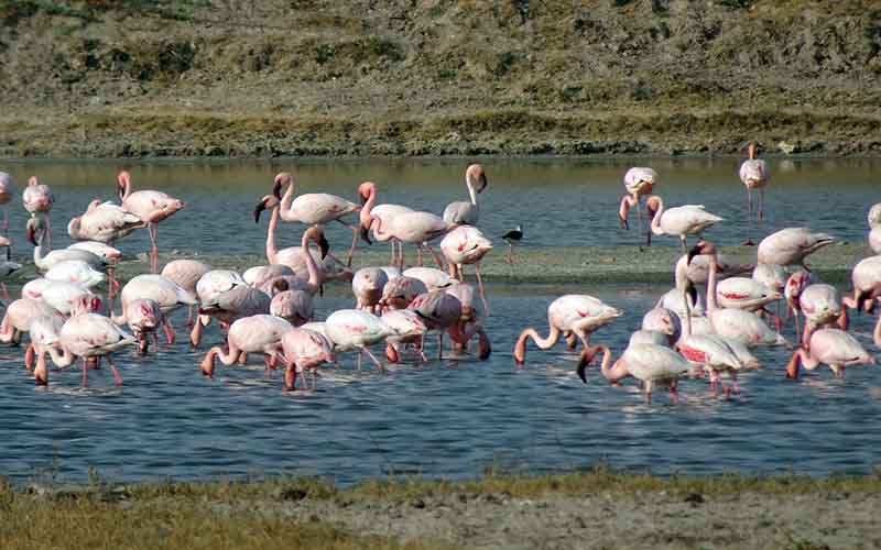 Pink flamingoes at Little Rann of Kutch I flamingoes & migratory birds on the white salt desert of Gujarat