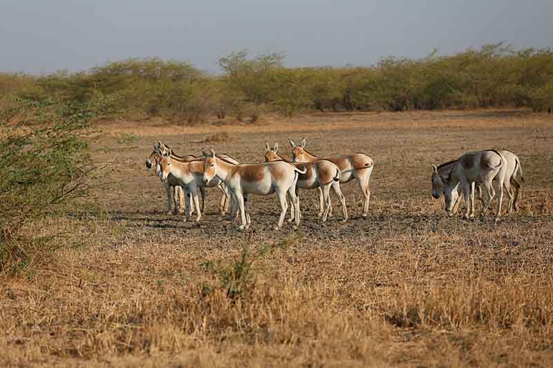 Indian wild Ass Sanctuary- Little Rann Of Kutch, Gujarat I The Asiatic wild Asses of Gujarat I Wild Life Tour