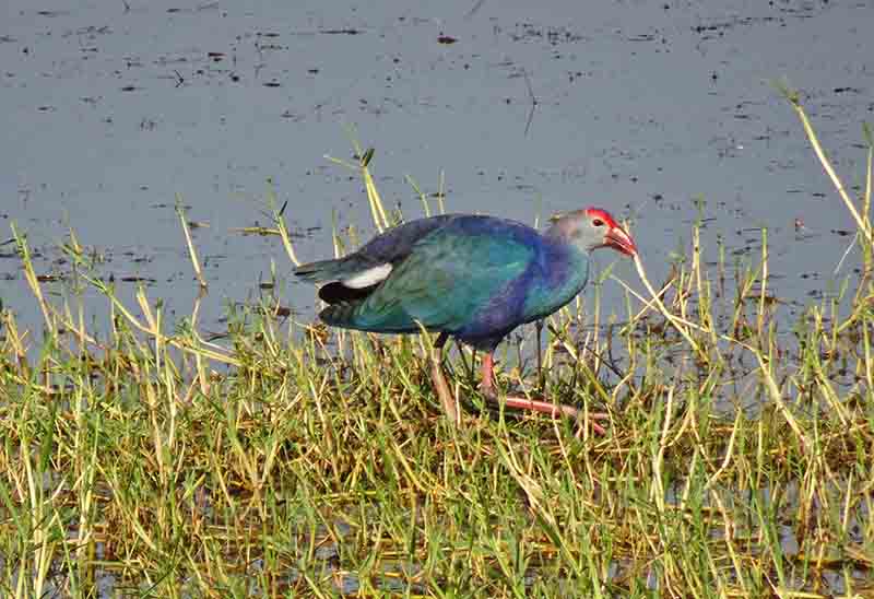 Birds of Gujarat I Purple moorhen I Grey- headed Swamphen bird of Gujarat looking for food in the swamp