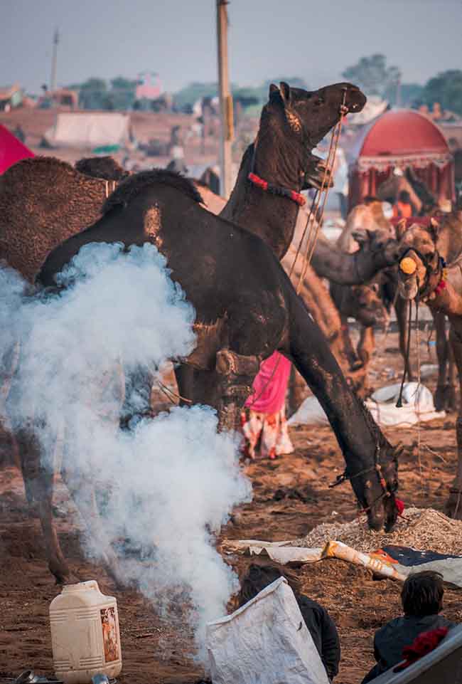 Largest Annual camel Fair in the world- Pushkar Camel Fair. Decorated camels at Pushkar CattleFair