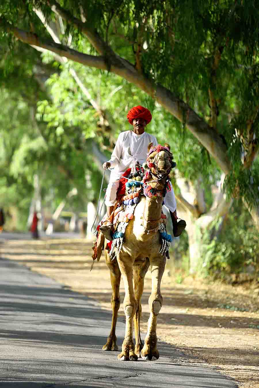 Rajasthani man in traditional attire, dhoti kurta, riding a decorated camel I Camel safari in Rajasthan, India